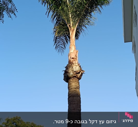עץ דקל גבוה ומטופח לאחר עבודת גיזום וניקוי דקלים